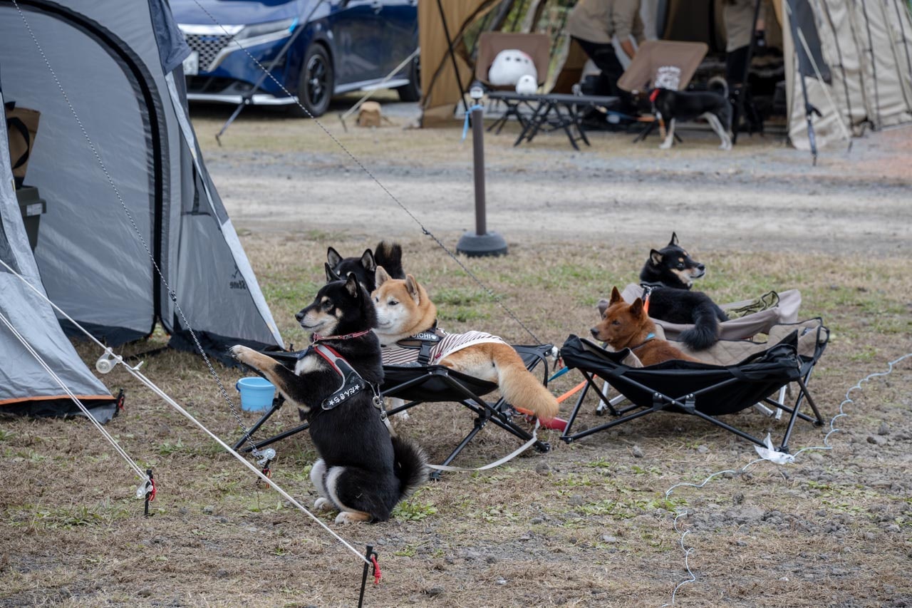ワンちゃんたちもリラックスしているみたい