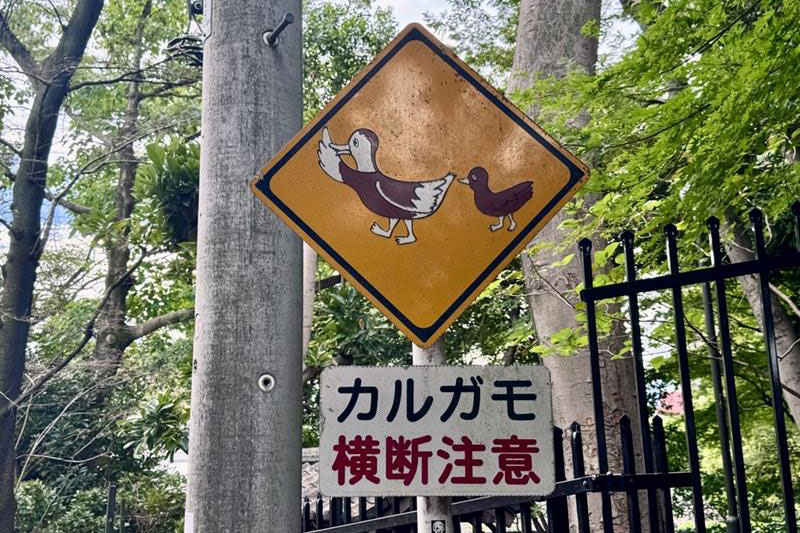 カルガモ横断注意の看板