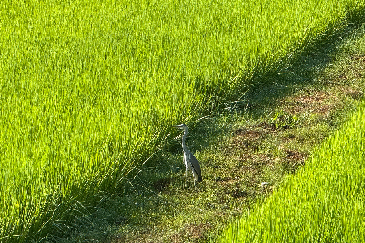 あぜ道ではいろいろな野鳥を見ることができる